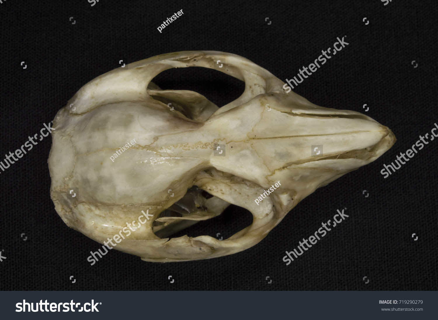 Possum Skull Stock Photo 719290279 | Shutterstock