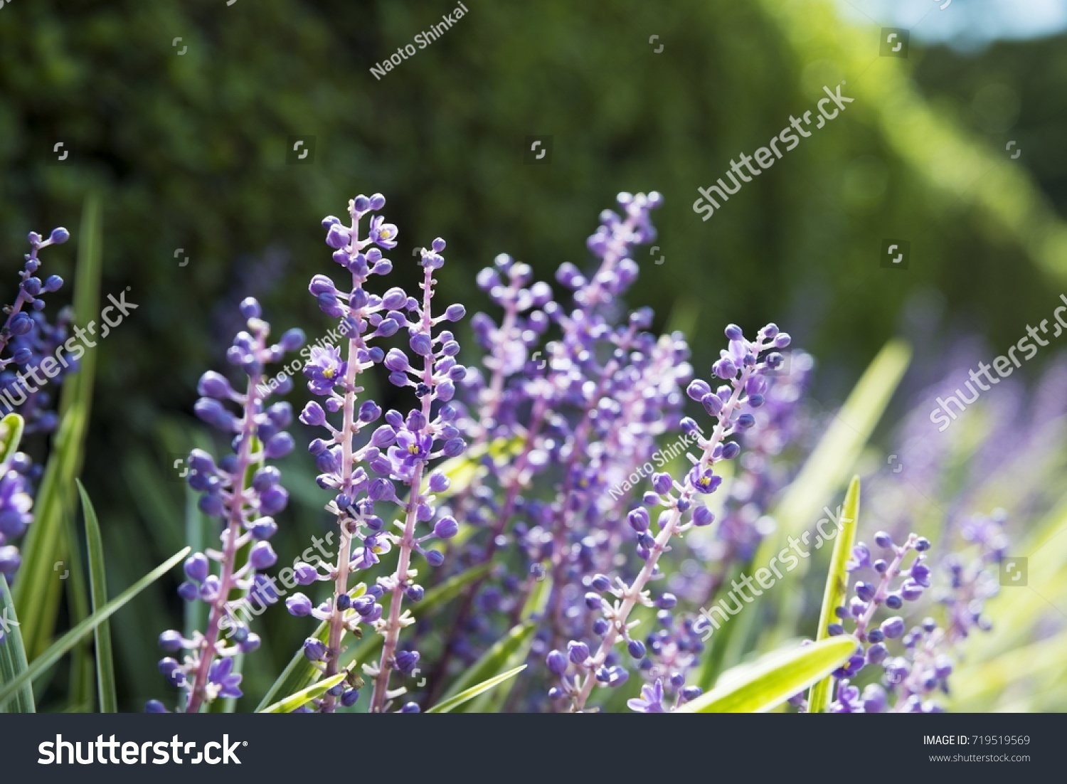 Starshaped Blue Flowers Tweedia Caerulea写真素材 Shutterstock