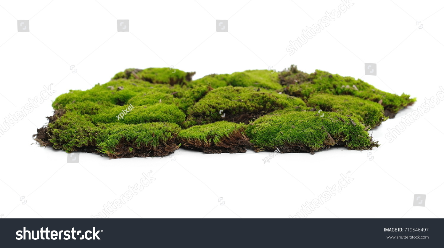 Green Moss Isolated On White Background Stock Photo 719546497 ...