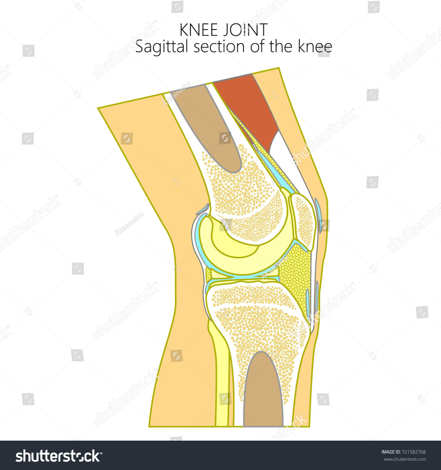 Vector Illustration Healthy Human Knee Joint Stock Vector Royalty Free 721582768 Shutterstock 8733