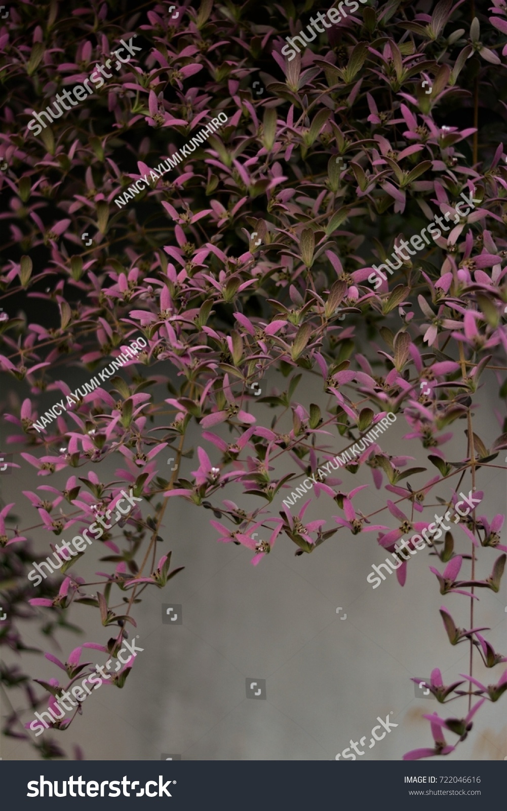 Branches Creeper Congea Tomentosa Falling Through Stock Photo 722046616 ...