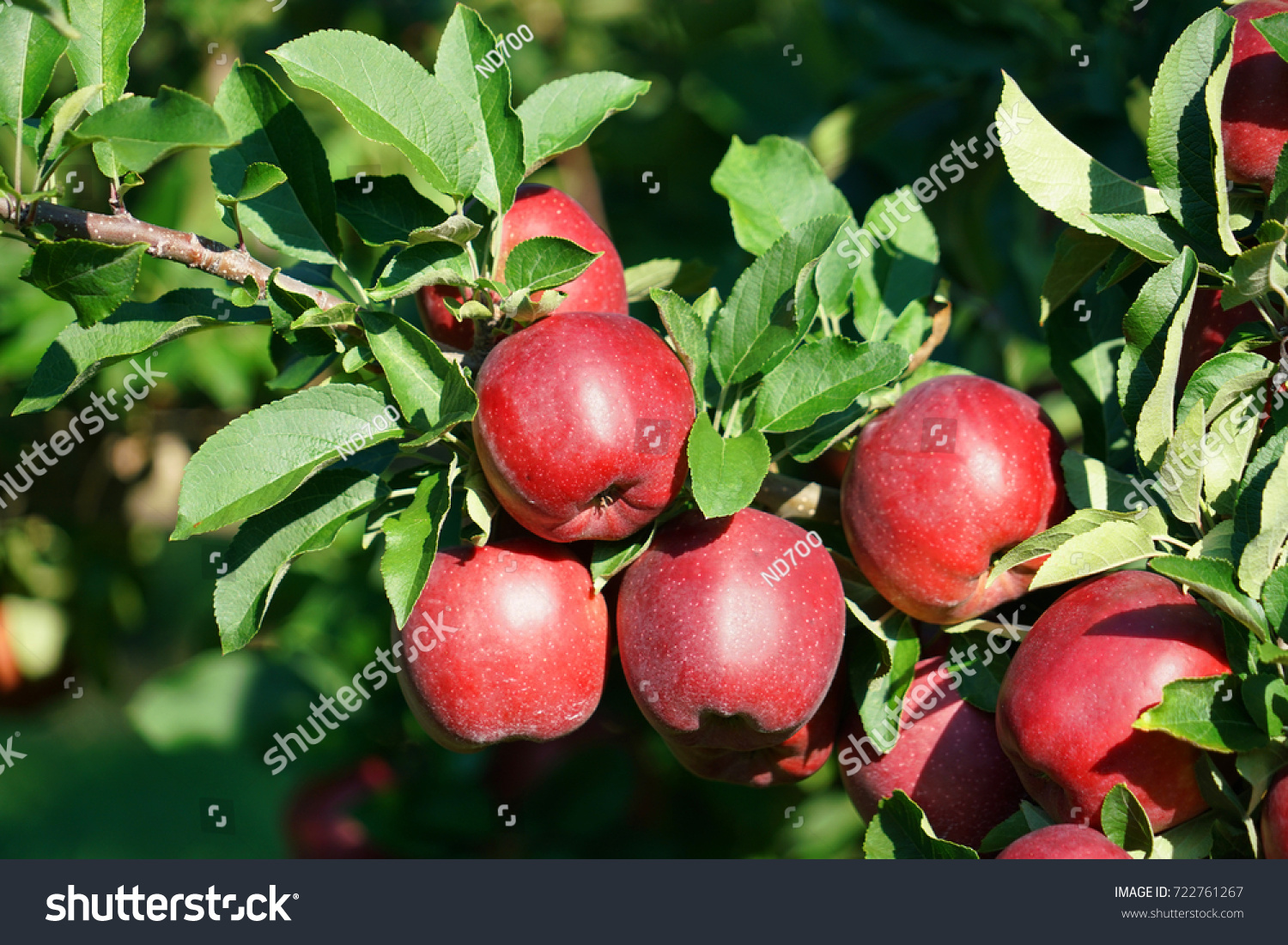 Сорт яблони белорусское сладкое