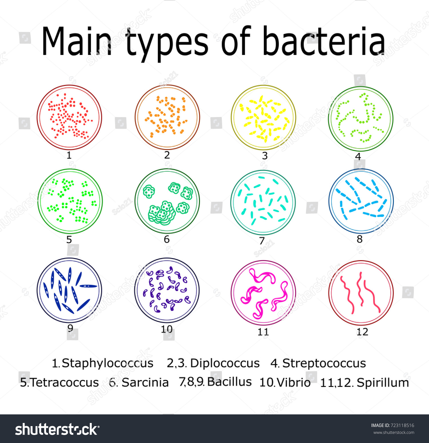 Types of bacteria