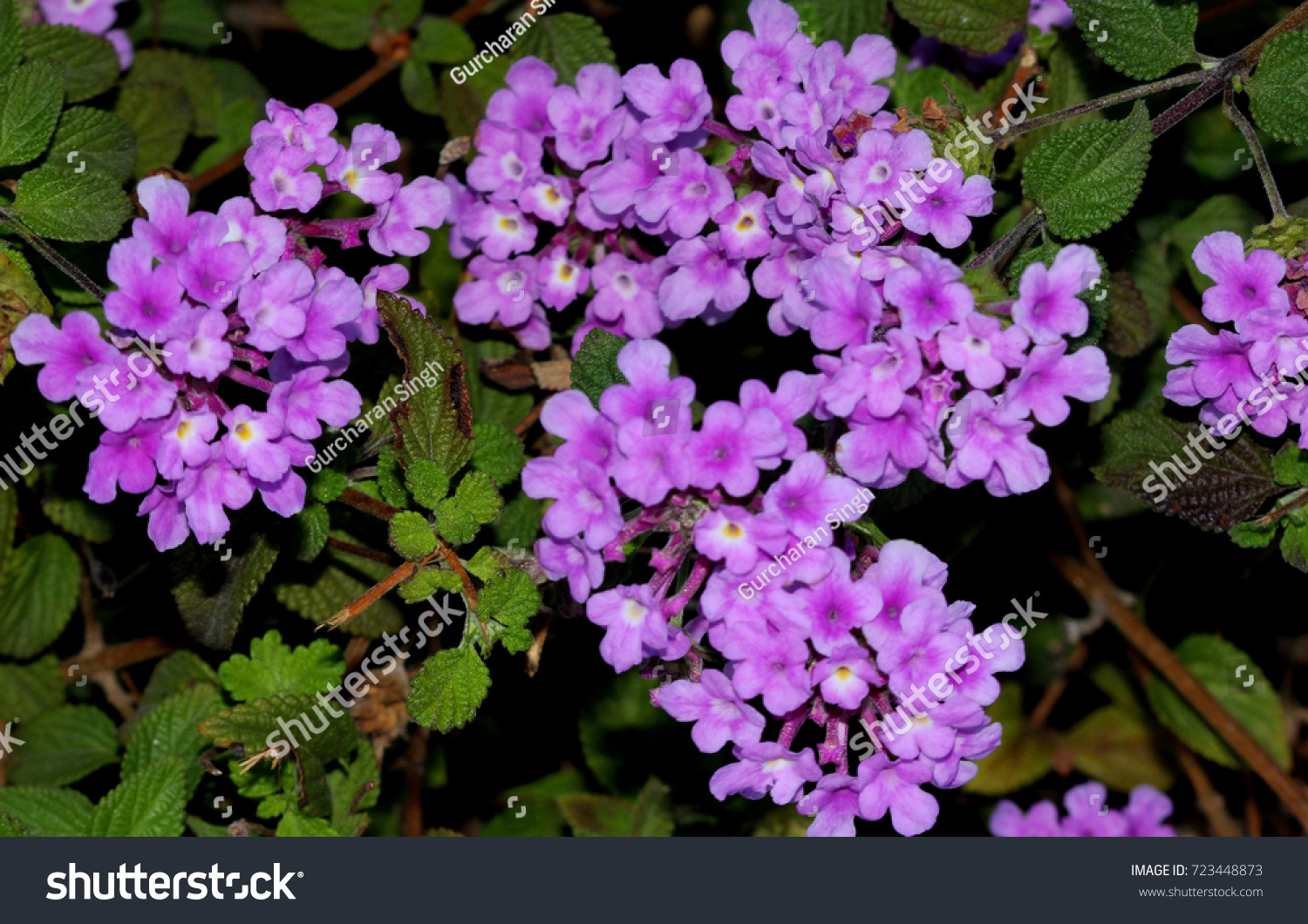 Lantana Montevidensis Trailing Lantana Purple Lantana Stock Photo ...