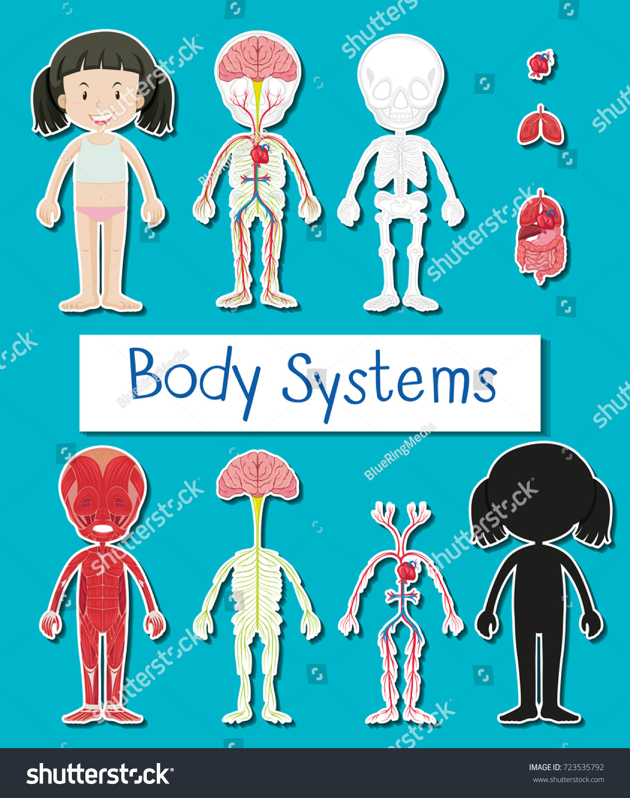 Diagram Showing Different Body Systems Human Stock Vector (Royalty Free ...