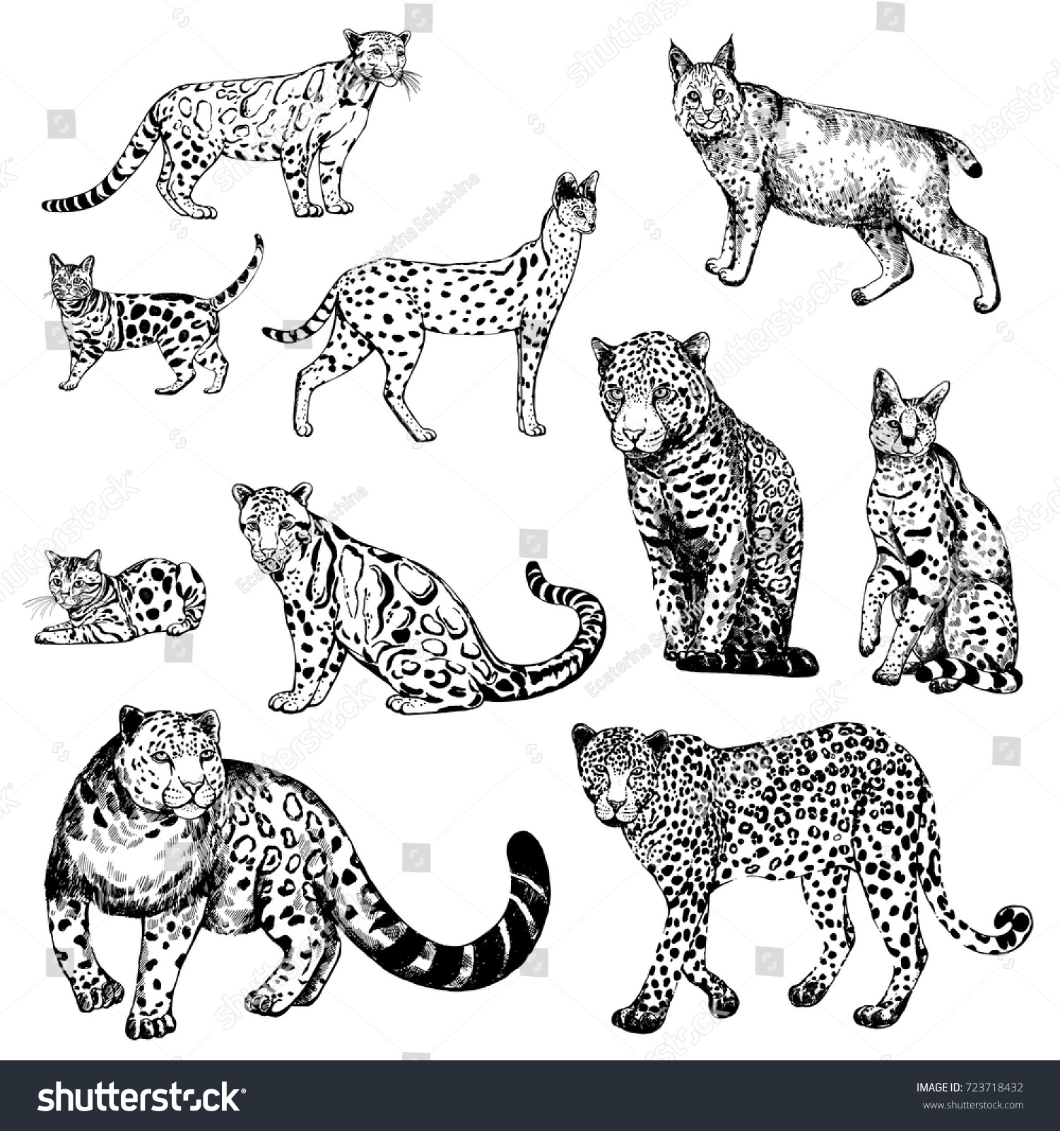 Hand Drawn Sketch Style Clouded Leopard Stock Vector (Royalty Free ...