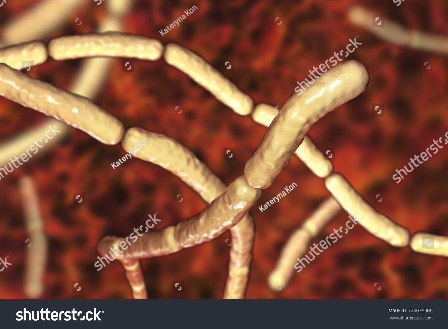 Bacillus Subtilis Grampositive Bacteria Nonpathogenic Humans Stock ...