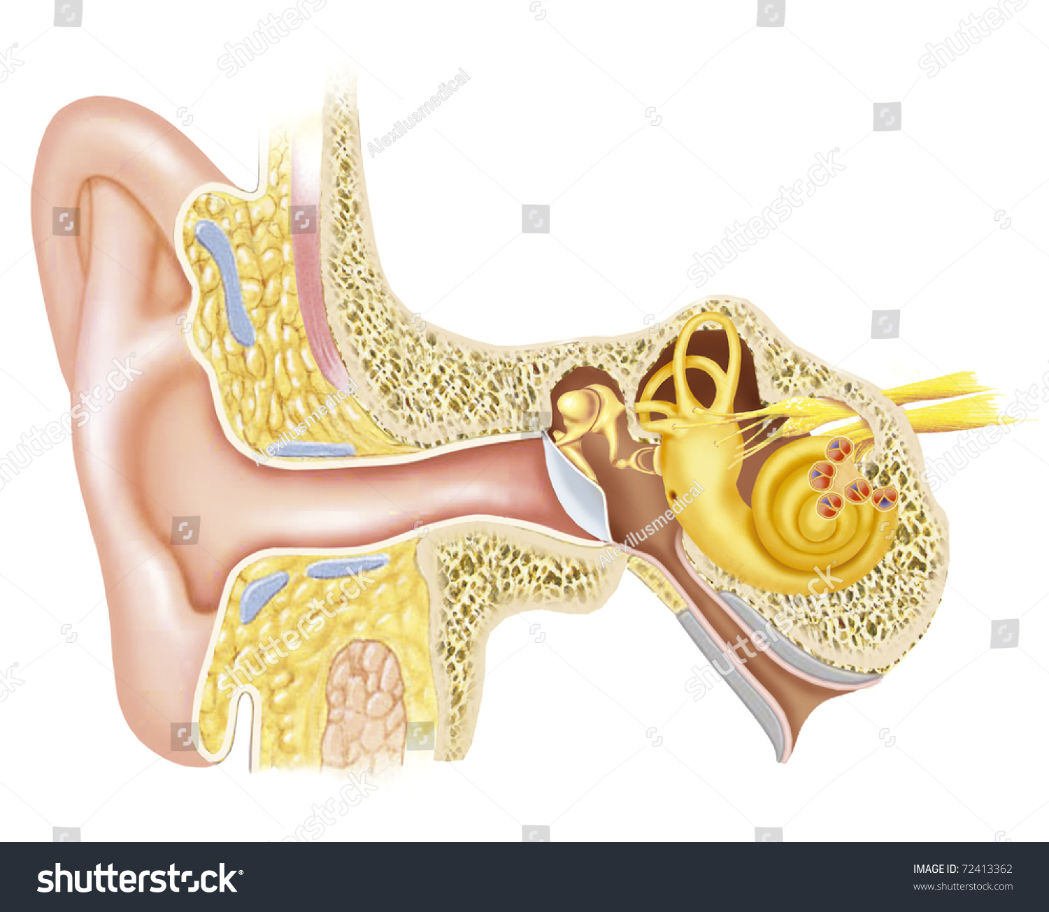 Illustration Anatomy Ear Stock Illustration 72413362 | Shutterstock