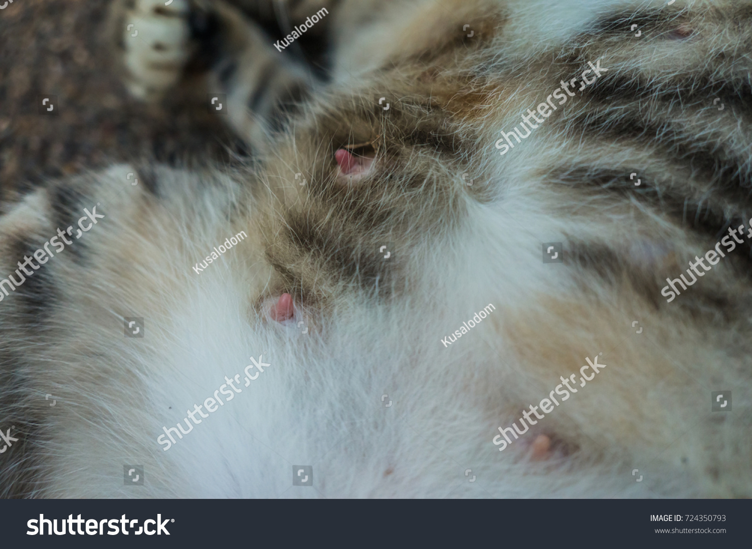 Воспаление молочной железы у кошки
