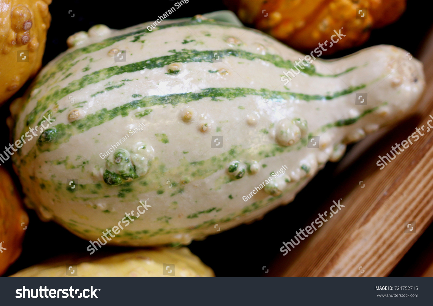 Ornamental Warty Pear Gourd Cucurbita Pepo Stock Photo 724752715 ...