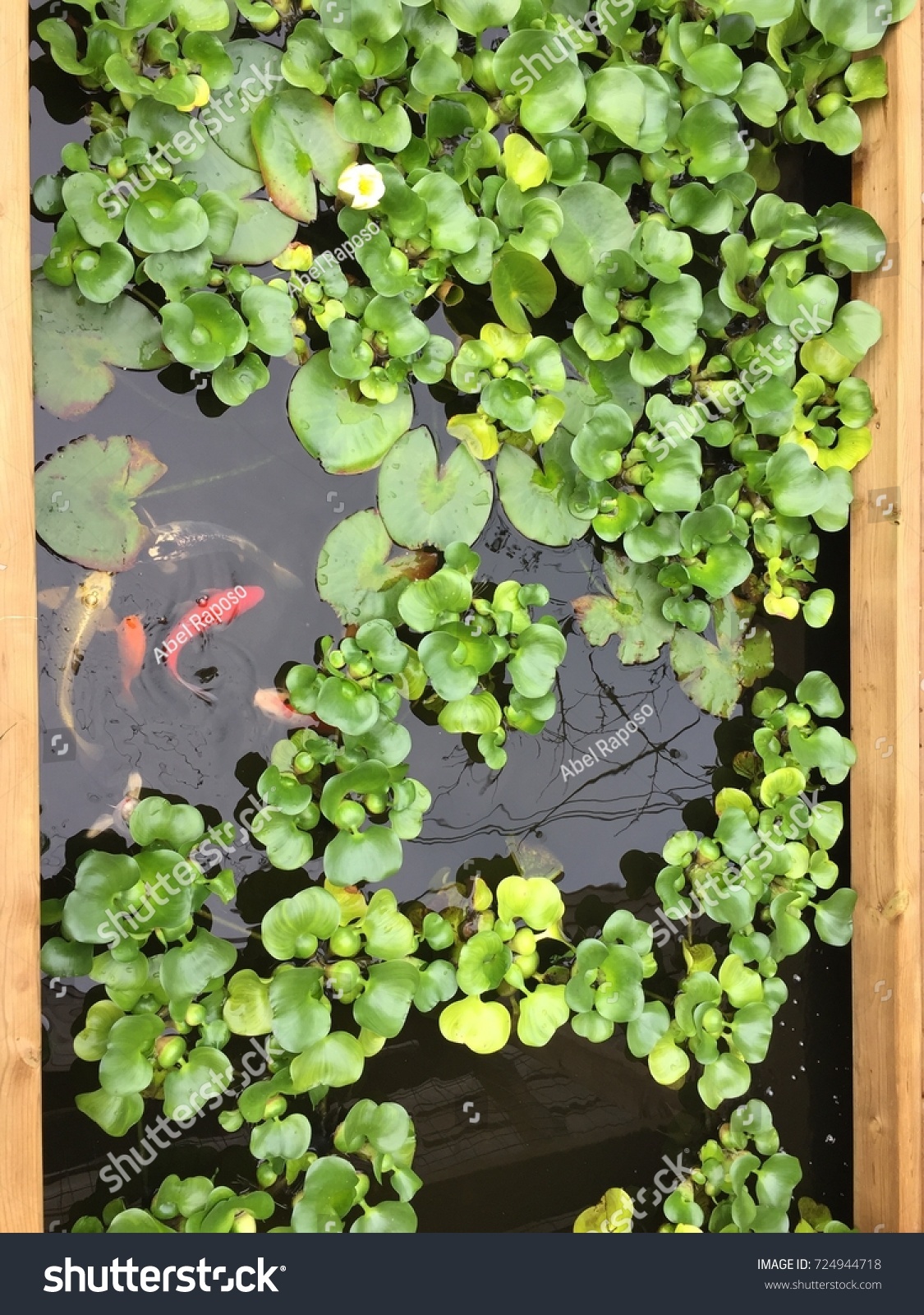 Overhead Pond Shot Koi 2 Stock Photo 724944718 | Shutterstock