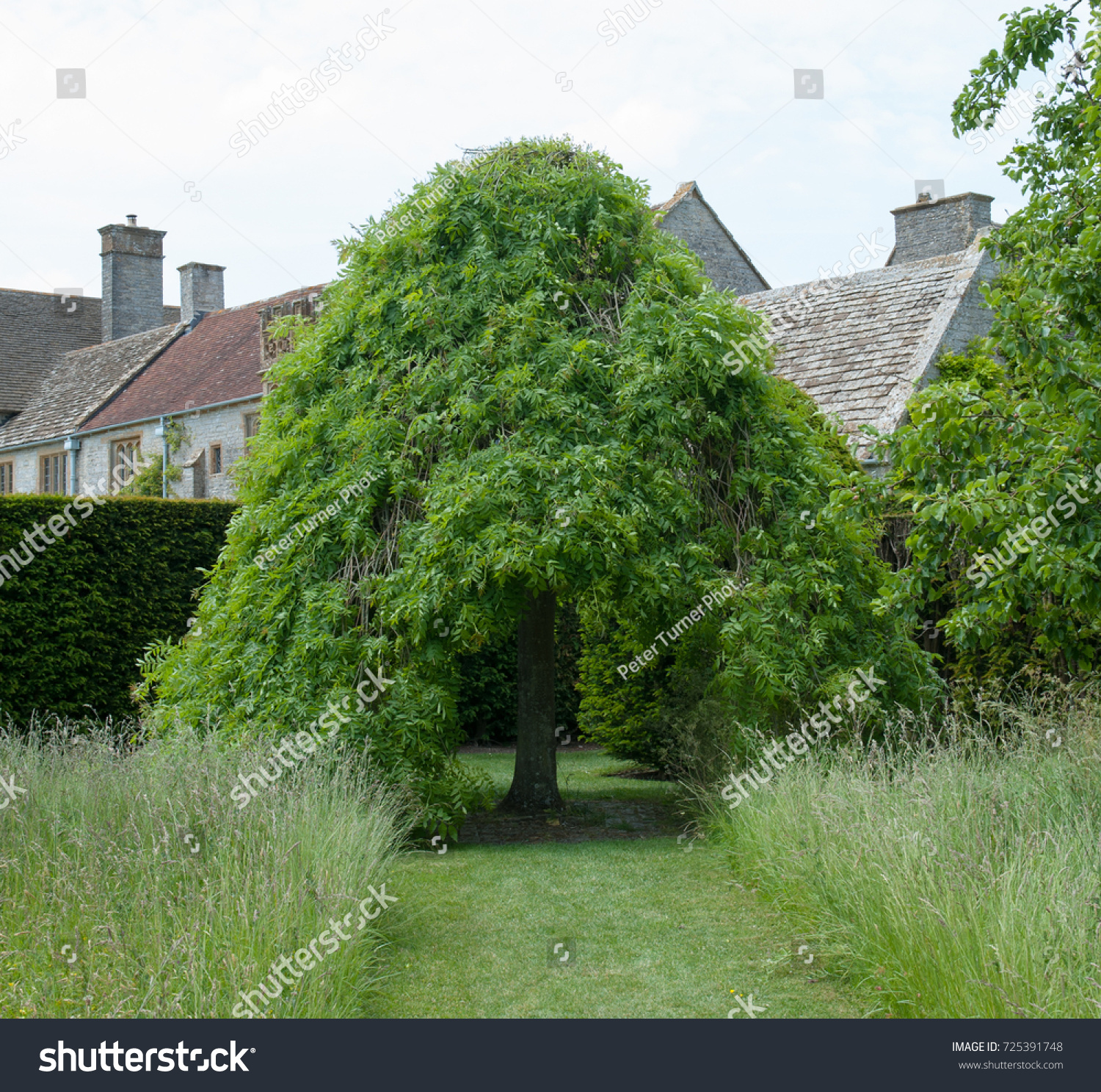 fraxinus excelsior pendula