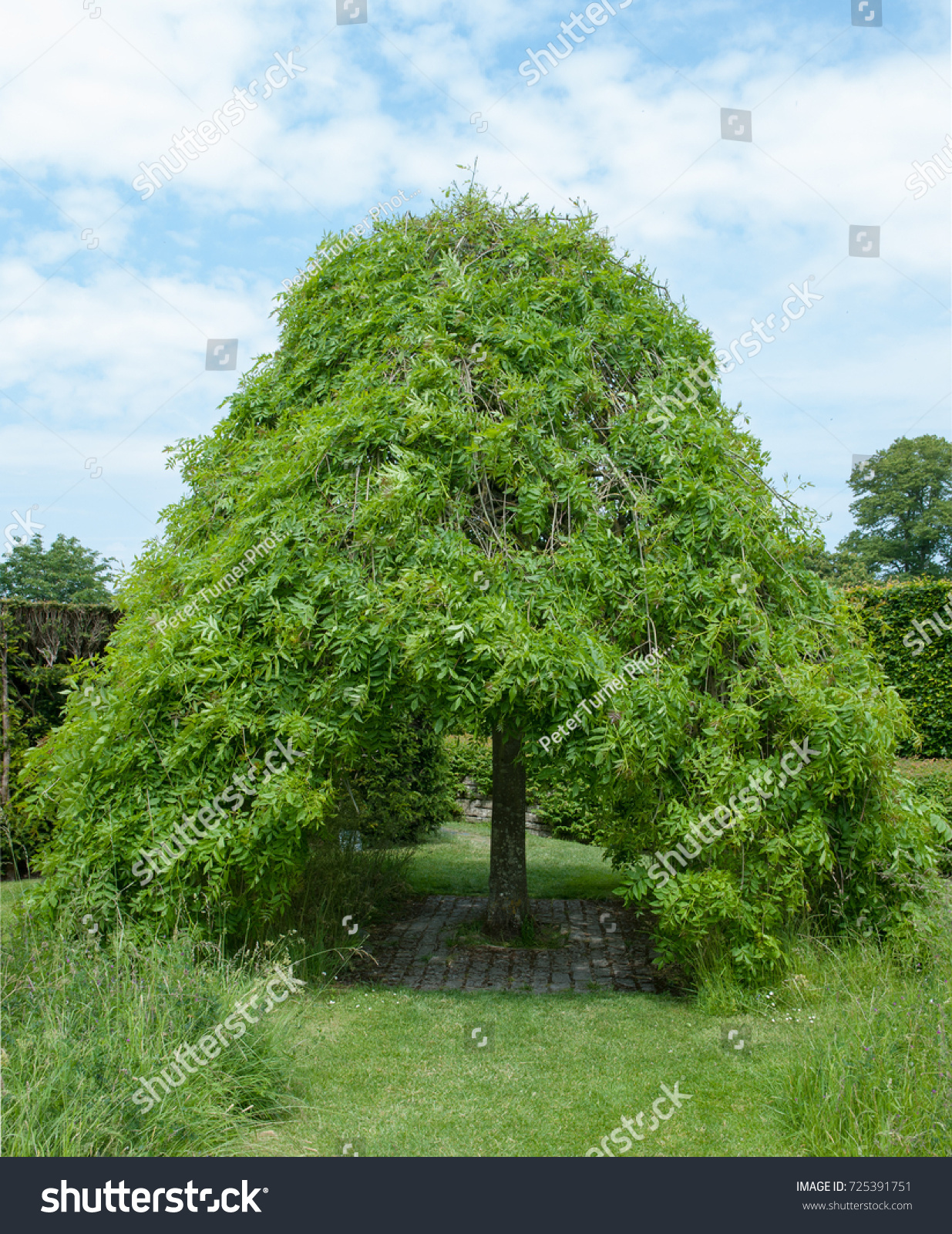 fraxinus excelsior pendula