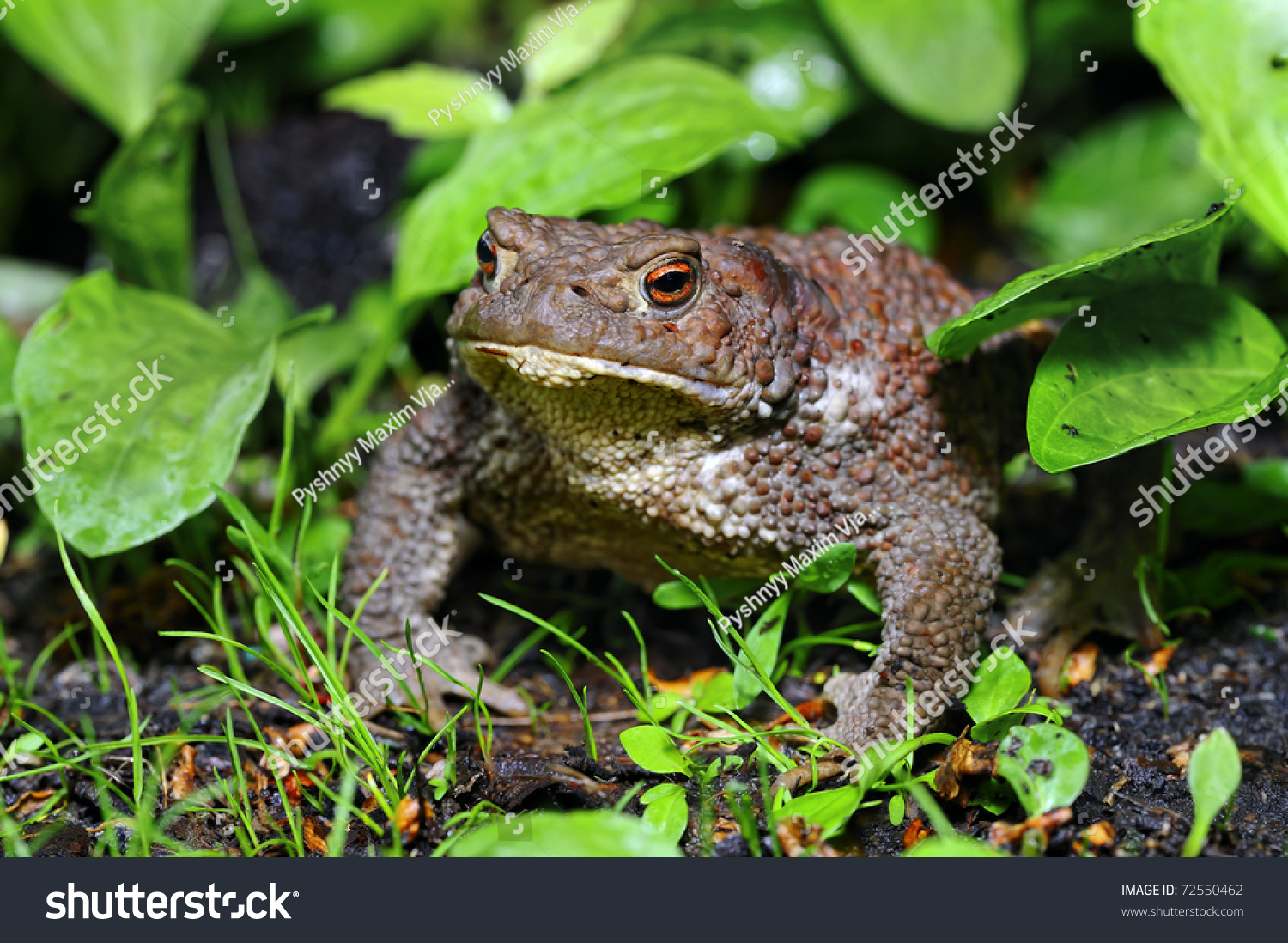 Серая Земляная жаба