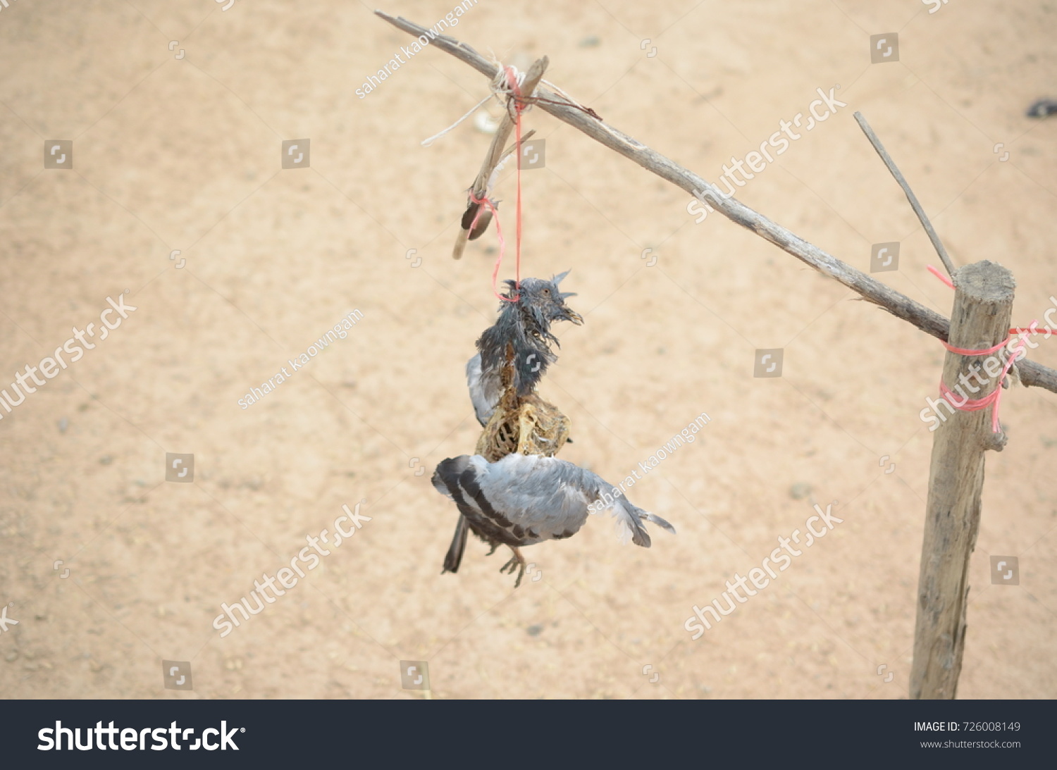 Chicken Defeated Killed Head Stock Photo 726008149 Shutterstock   Stock Photo The Chicken Defeated And Killed The Head 726008149 