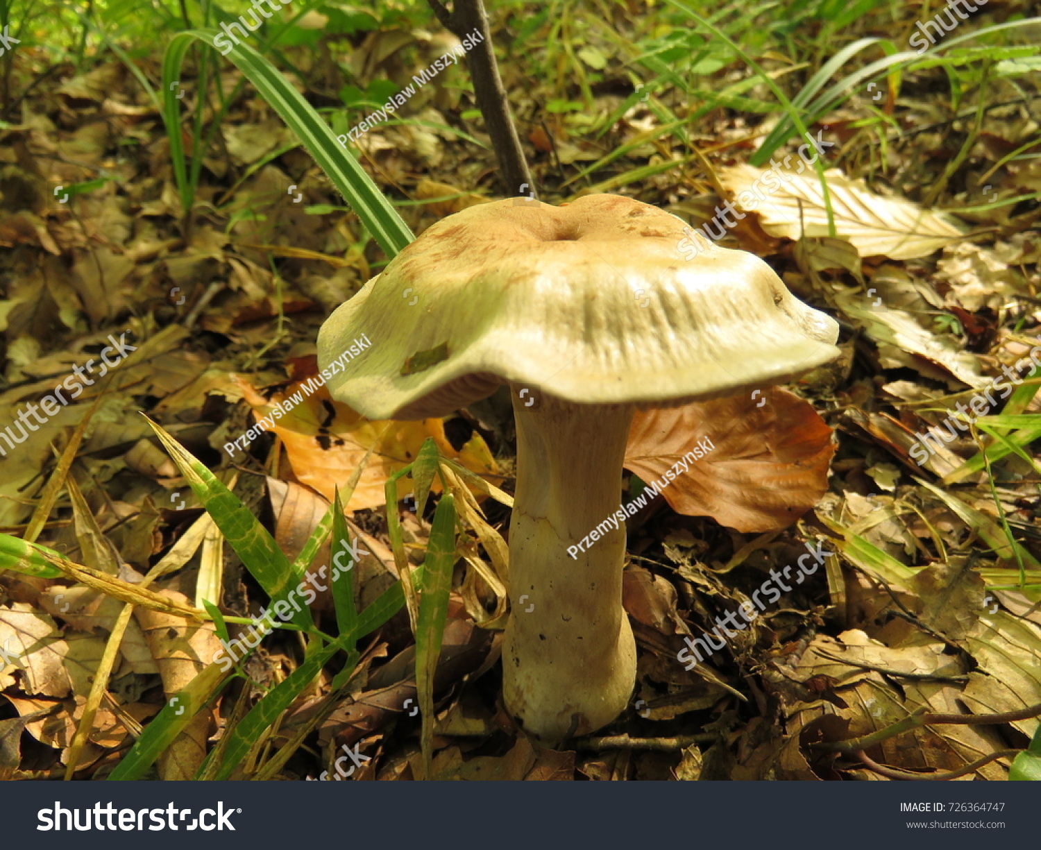 Ядовитые и съедобные грибы Ленинградской области