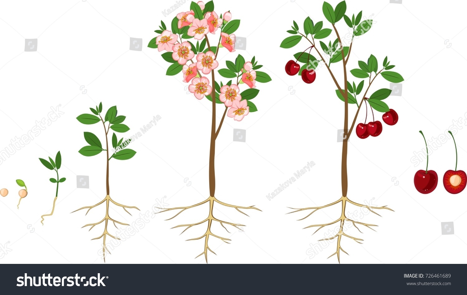 Этапы роста плодового дерева