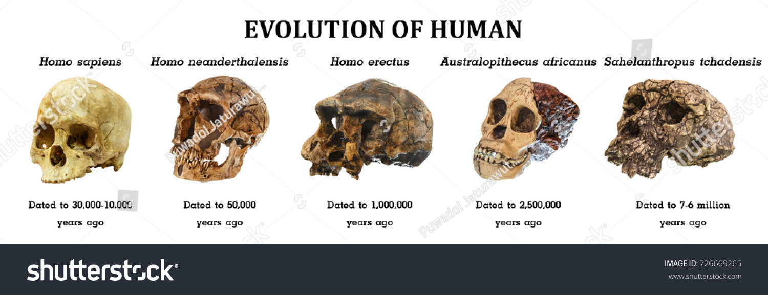 Evolution Human Skull Sahelanthropus Tchadensis Australopithecus Stock ...