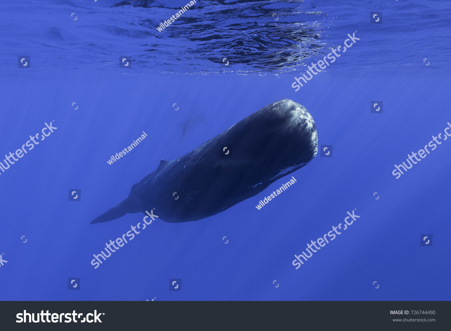 Sperm Whale Swimming Indian Ocean Mauritius Stock Photo 726744490 ...