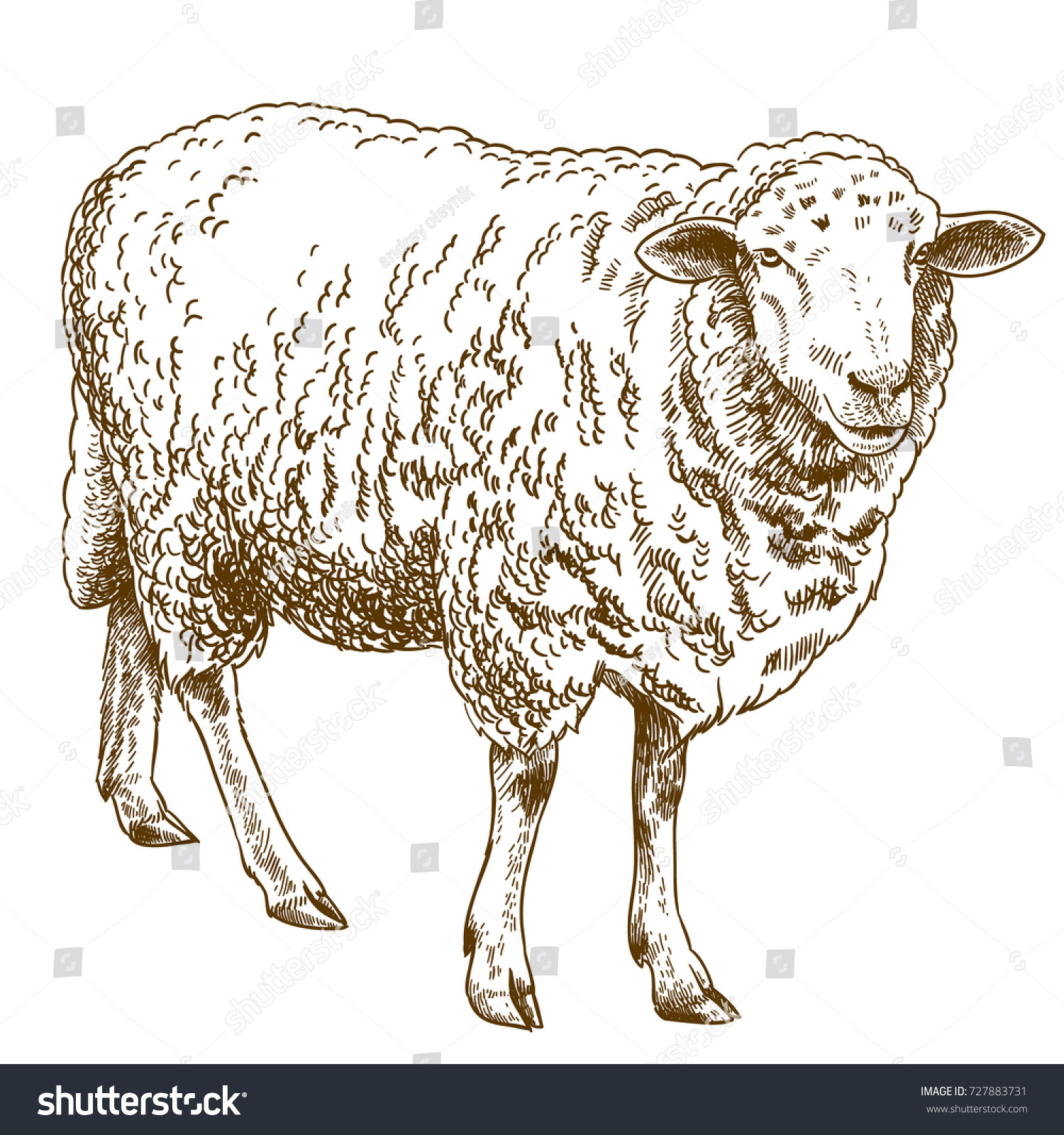 Vector Antique Engraving Drawing Illustration Sheep Stock Vector 