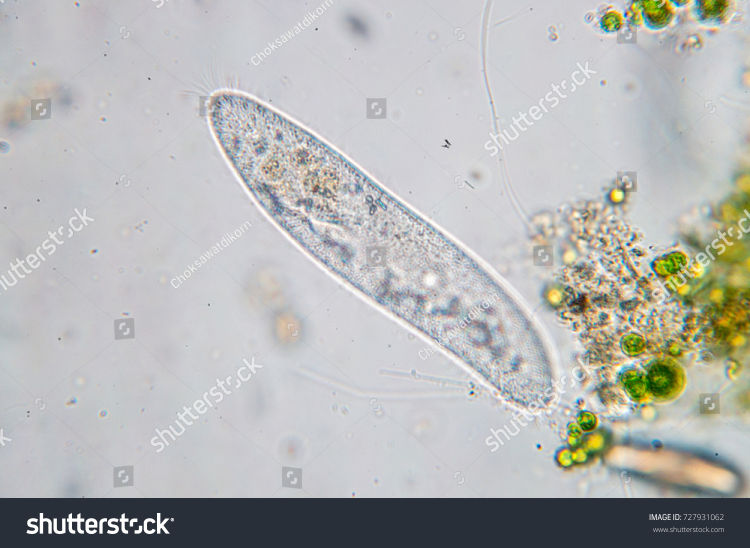 Paramecium Caudatum Genus Unicellular Ciliated Protozoan Stock Photo ...