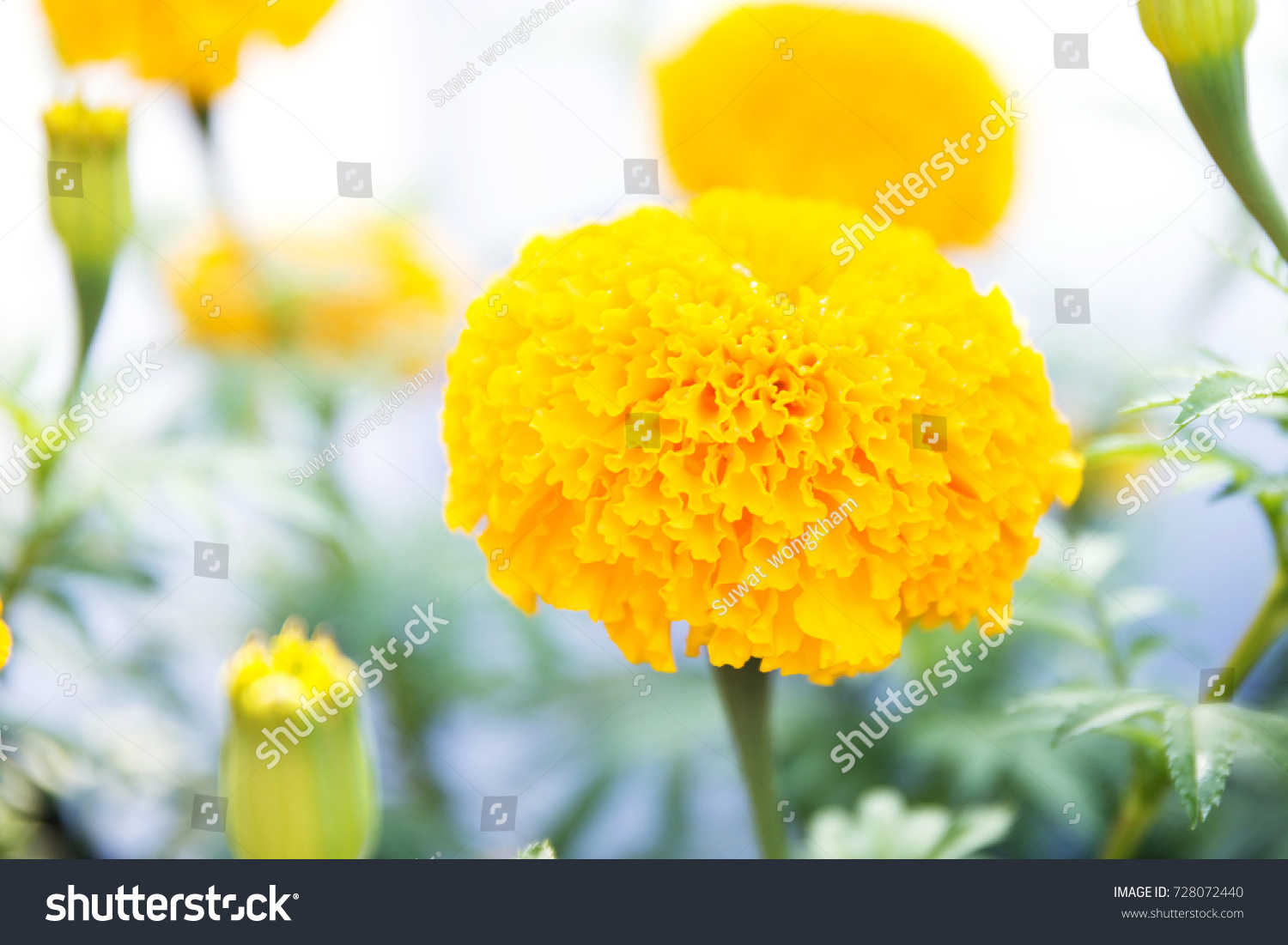 Marigold On Tree Isolated On White Stock Photo 728072440 | Shutterstock