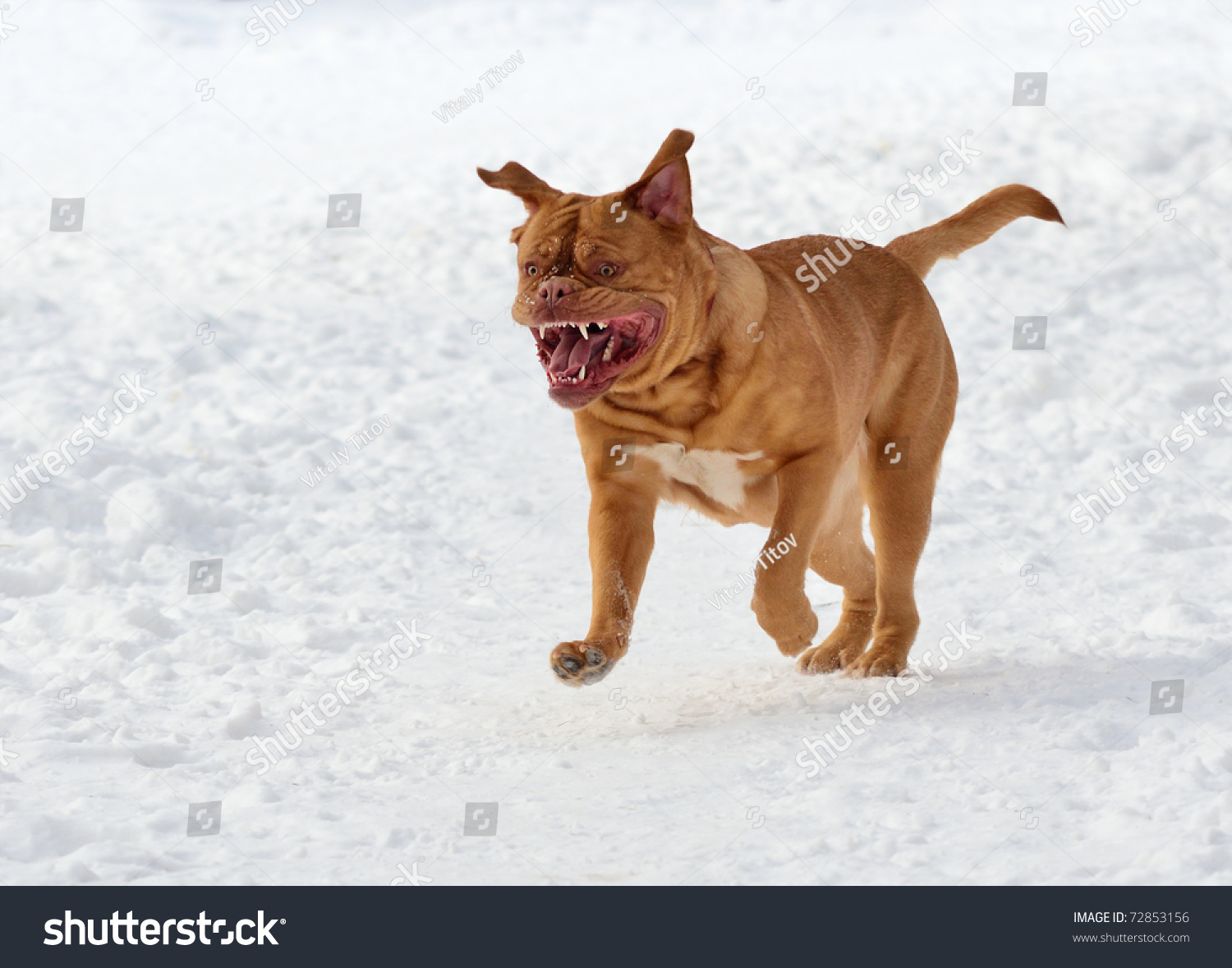 french mastiff dogs attack