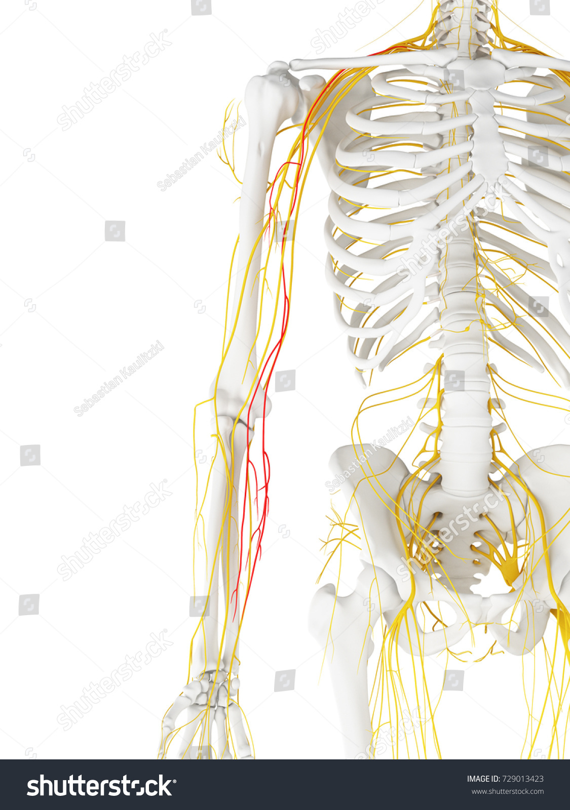 2 Medial Antebrachial Cutaneous Nerve Images, Stock Photos & Vectors ...