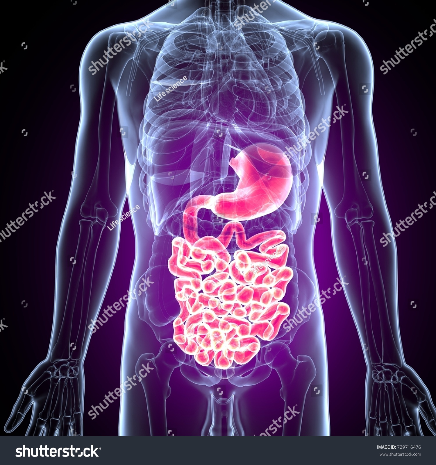 3d Illustration Human Body Digestive System 스톡 일러스트 729716476 Shutterstock