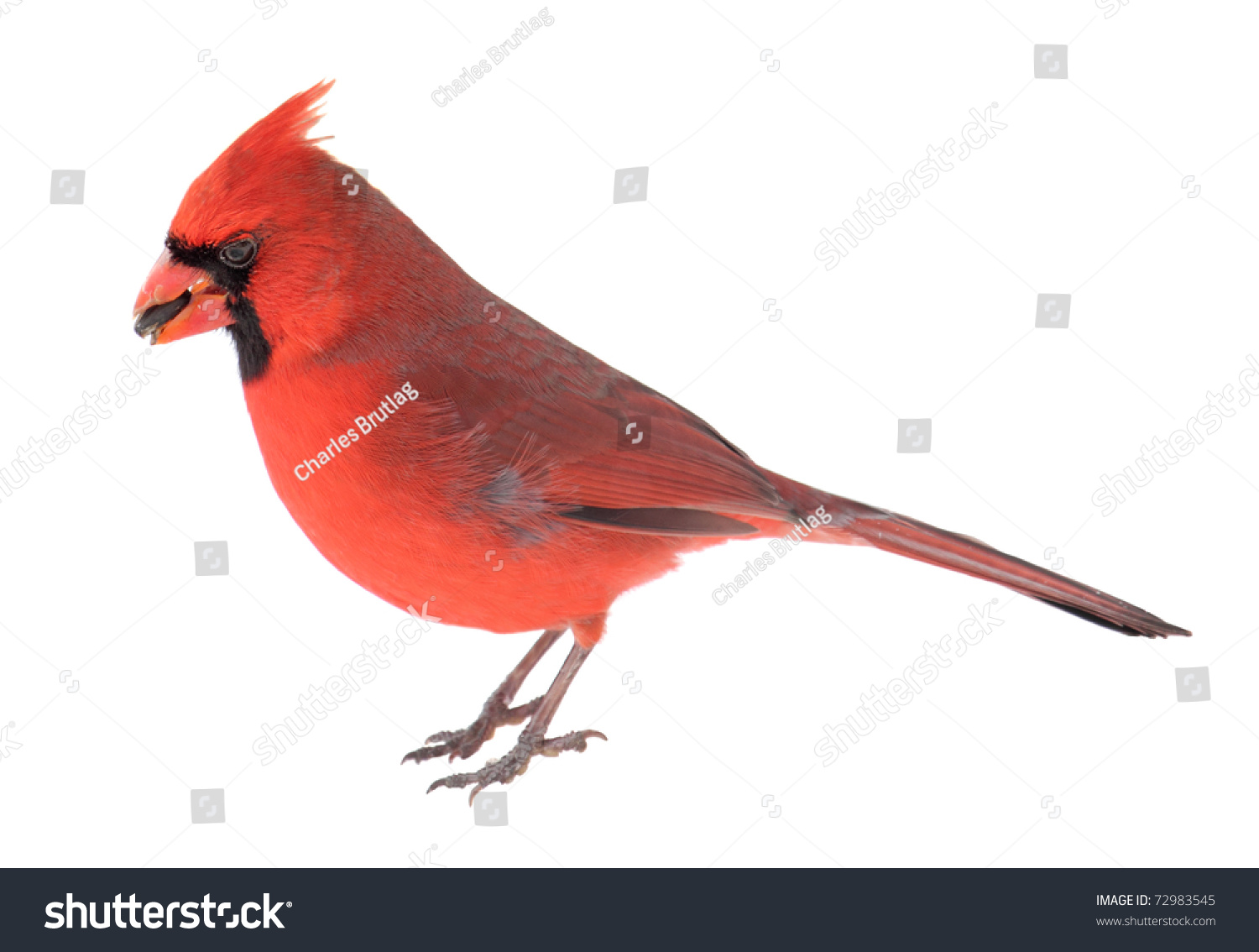 Male Northern Cardinal Cardinalis Cardinalis Seed Stock Photo 72983545 ...