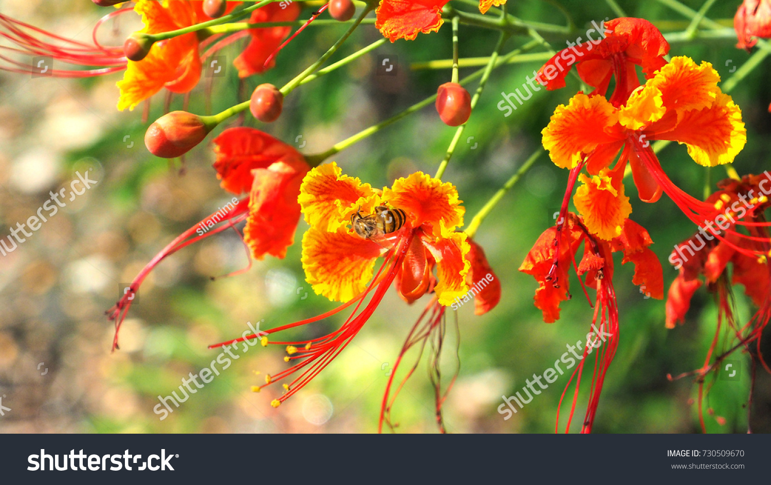 Bee Drink Honey Caesalpinia Pulcherrima Red Stock Photo 730509670 ...