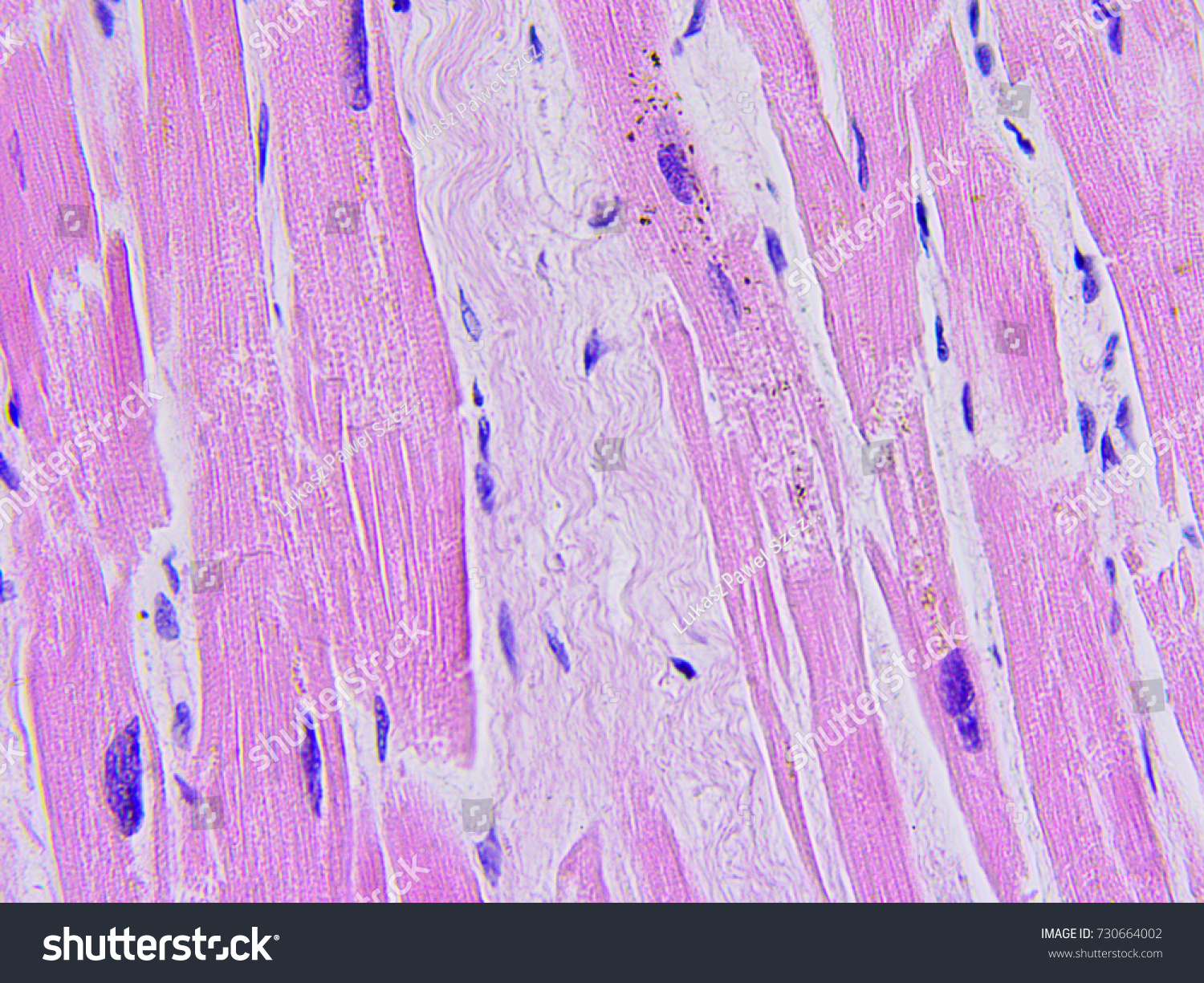 Human Tissue Microscopic Photography Stock Photo 730664002 | Shutterstock