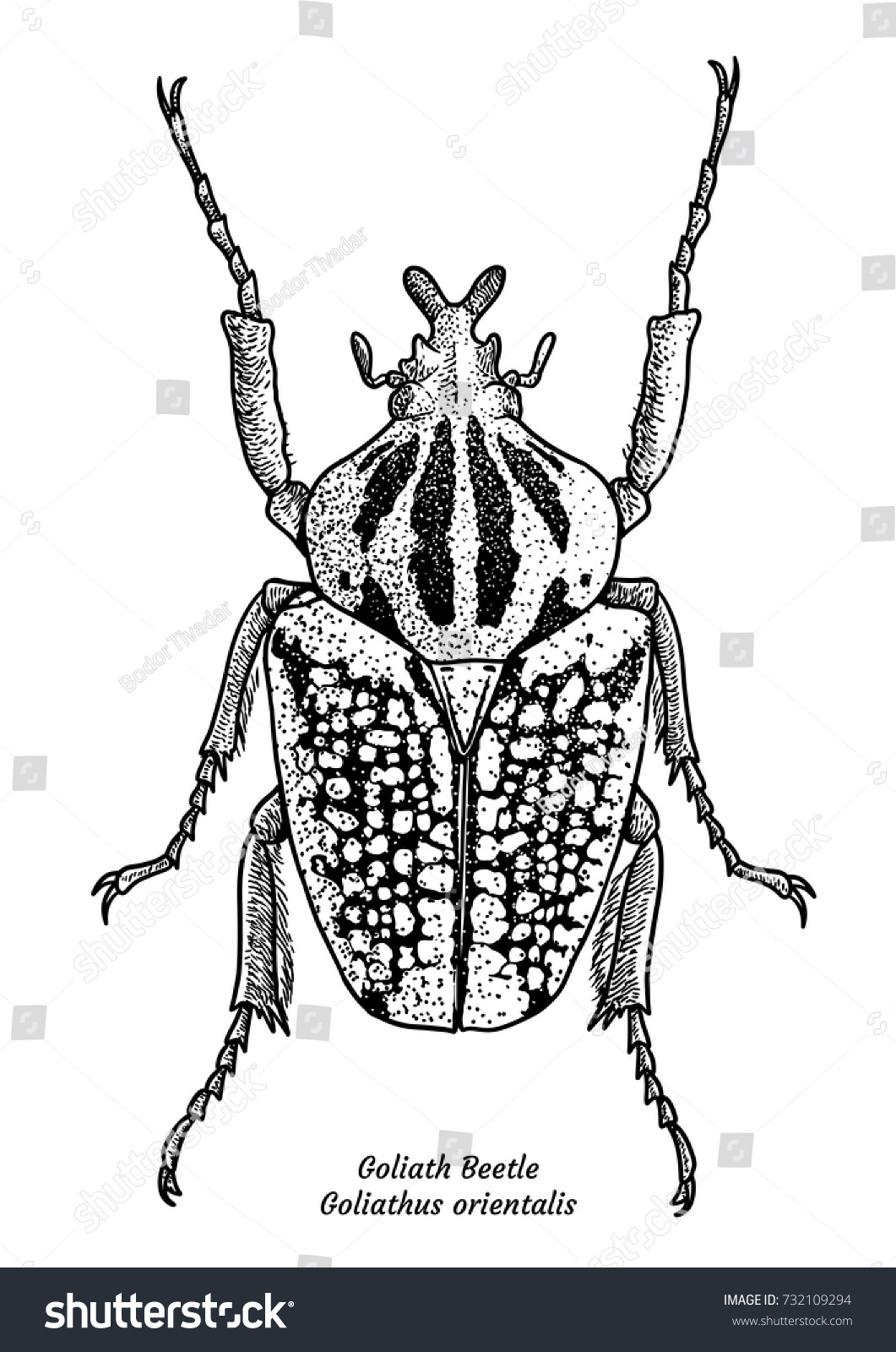 Goliath Beetle Illustration Drawing Engraving Ink Stock Vector (Royalty ...