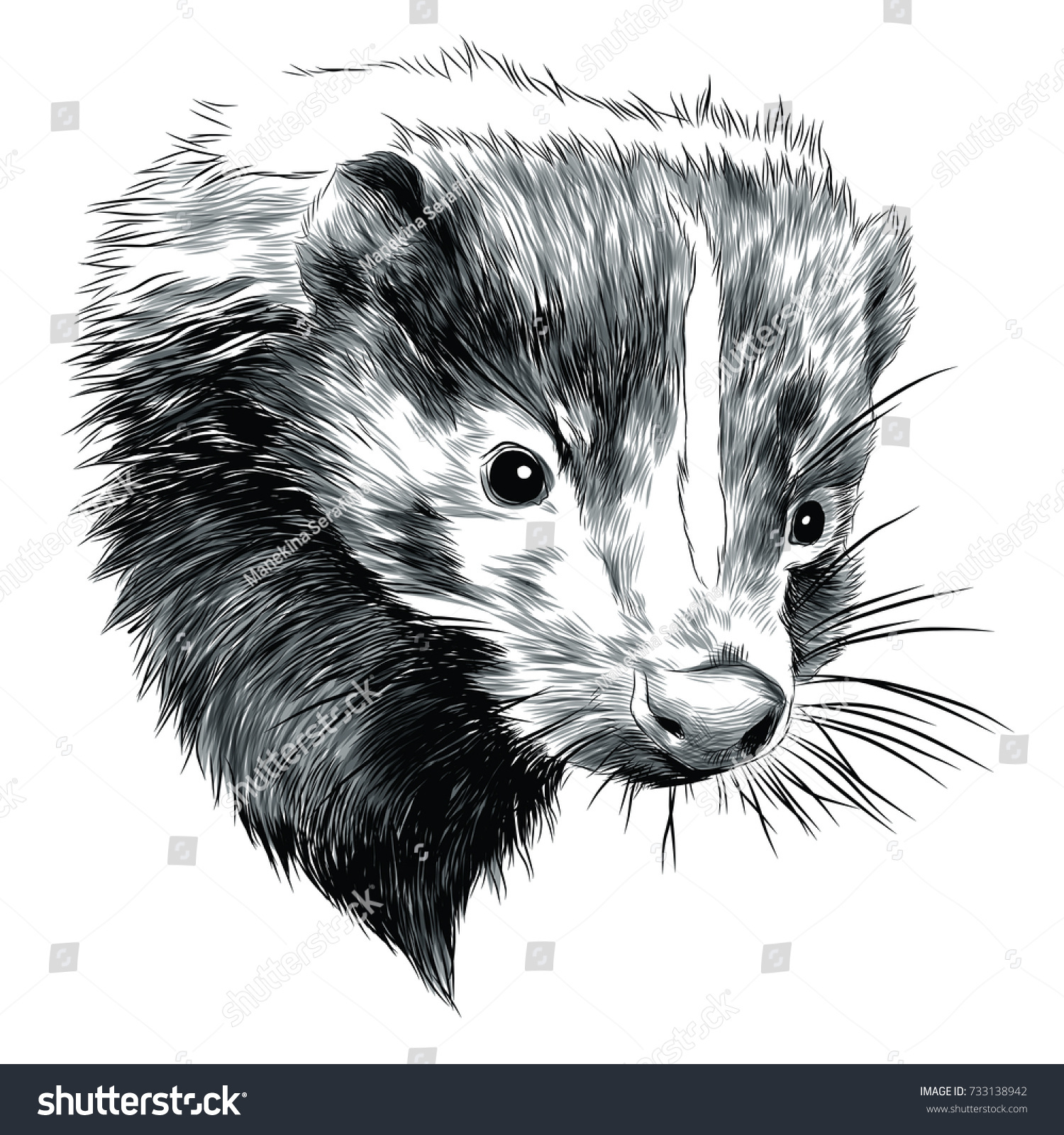 Skunk Sketch Head Vector Graphics Blackandwhite Stock Vector (Royalty