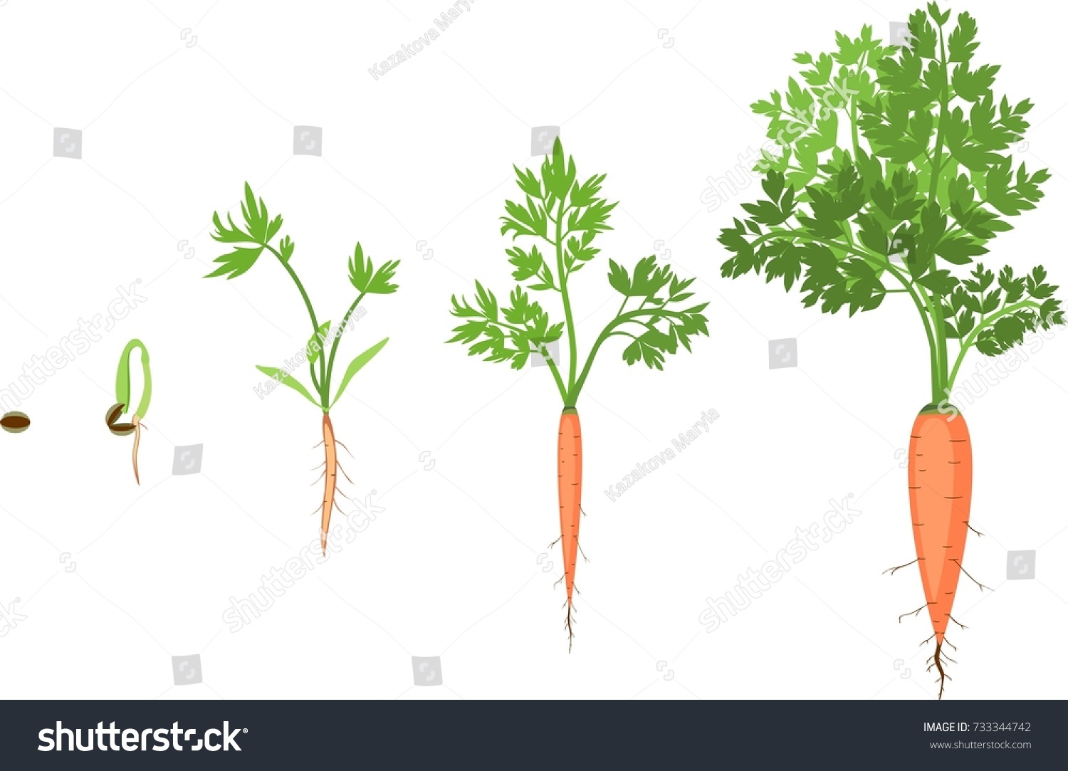 Этапы роста моркови