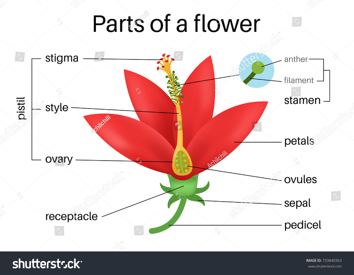 4,407 Flower Stamen And Ovary Images, Stock Photos & Vectors | Shutterstock