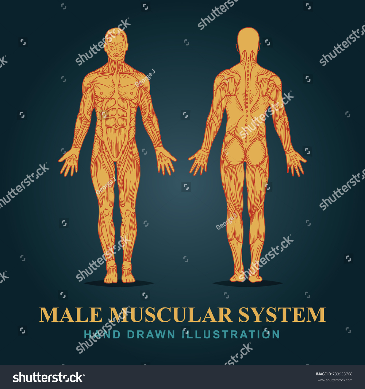 Vektor Stok Muscles Body Vector Posterior Anterior View Tanpa Royalti Shutterstock