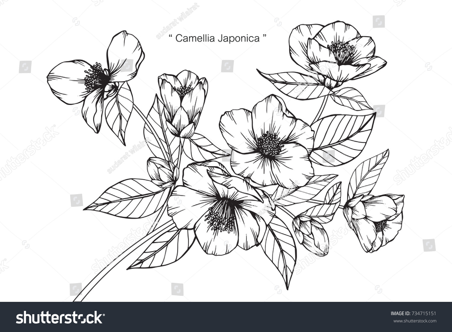 Hand Drawing Sketch Camellia Japonica Flower Stock Vector (Royalty Free ...