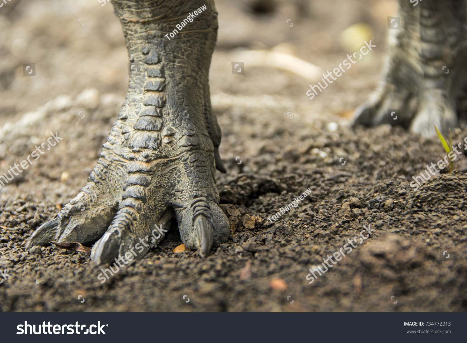 Dinosaur Feet Walking Tyrannosaurus Trex On Stock Photo 734772313 ...