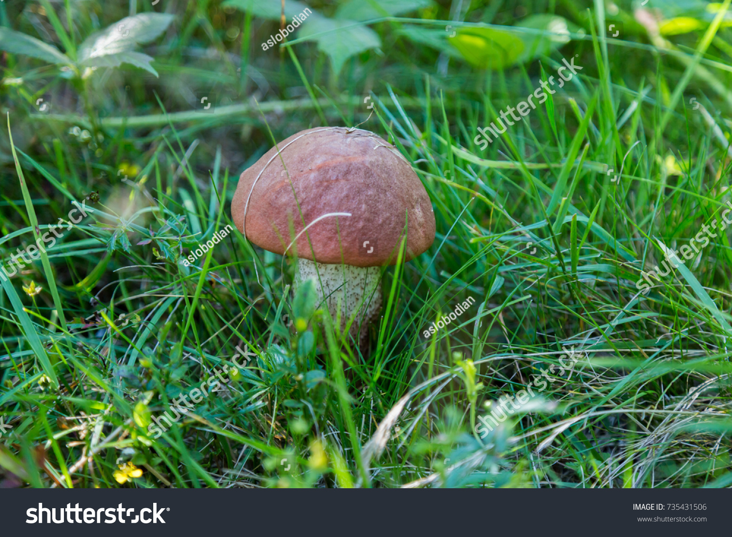 Несъедобные грибы Калужской области