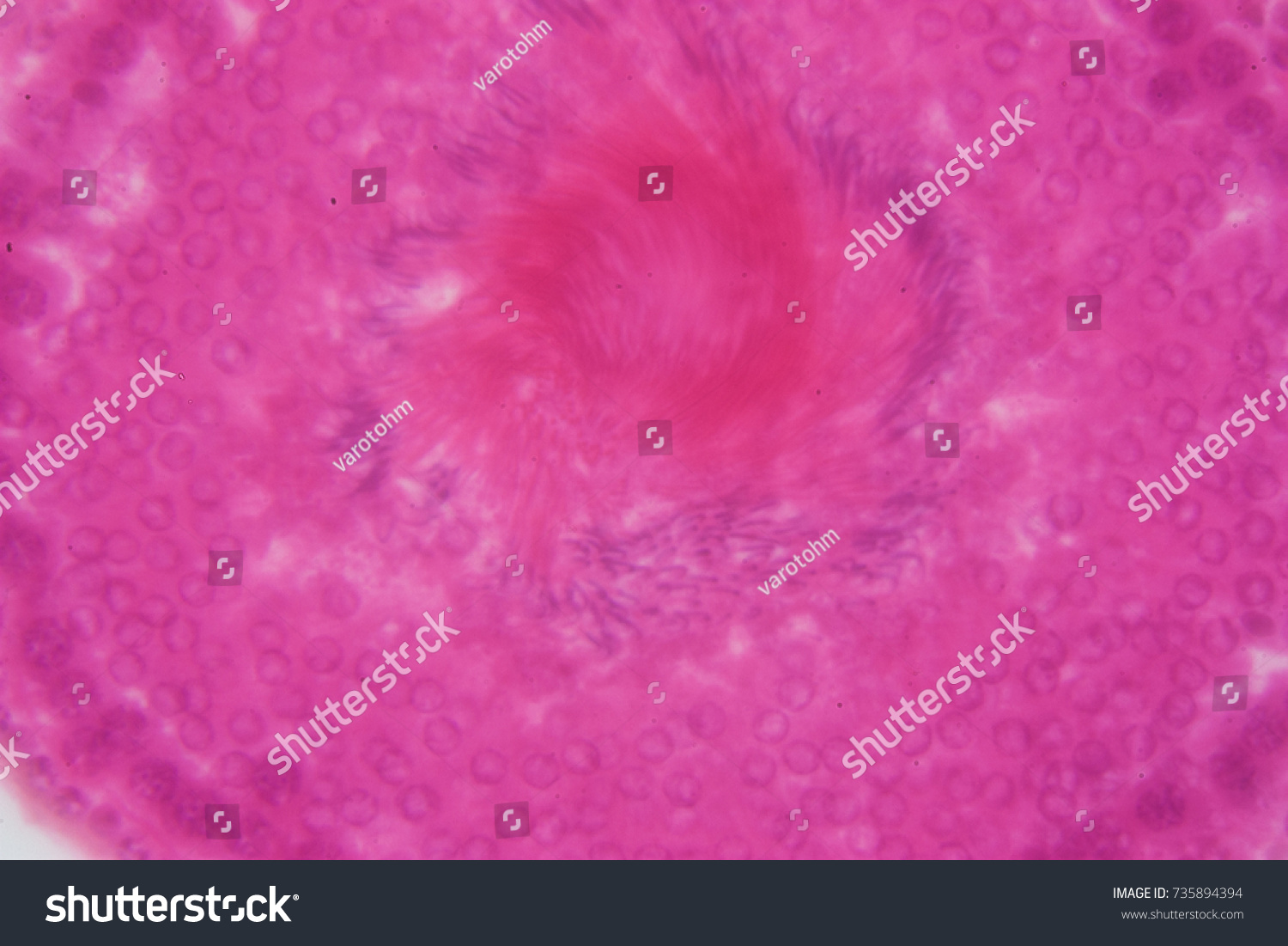 Cross Section Human Testis Under Microscope Stock Photo Shutterstock