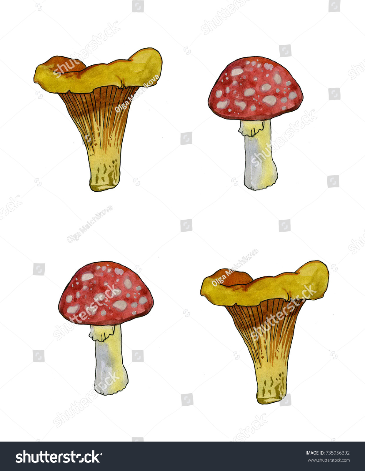 Watercolor Illustrations Mushrooms Sketch Drawing By Stock Illustration ...