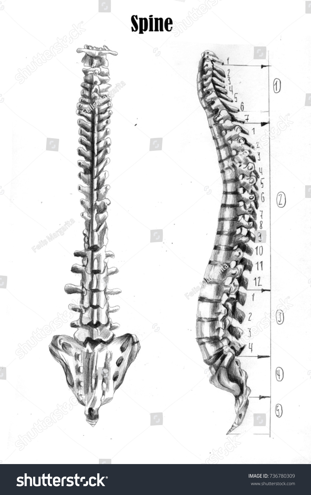 Human Spine Anatomy Medical Students Stock Illustration 736780309 ...