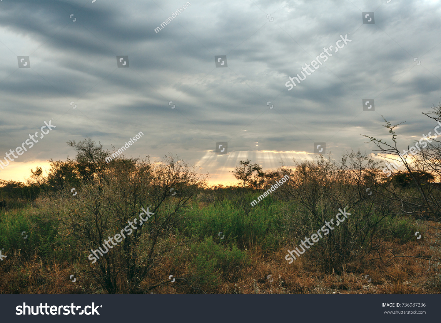 Kalahari Ghanzi Botswanabushland Kalahari Desert Stock Photo 736987336   Stock Photo  Kalahari Ghanzi Botswana Bushland Kalahari Desert 736987336 