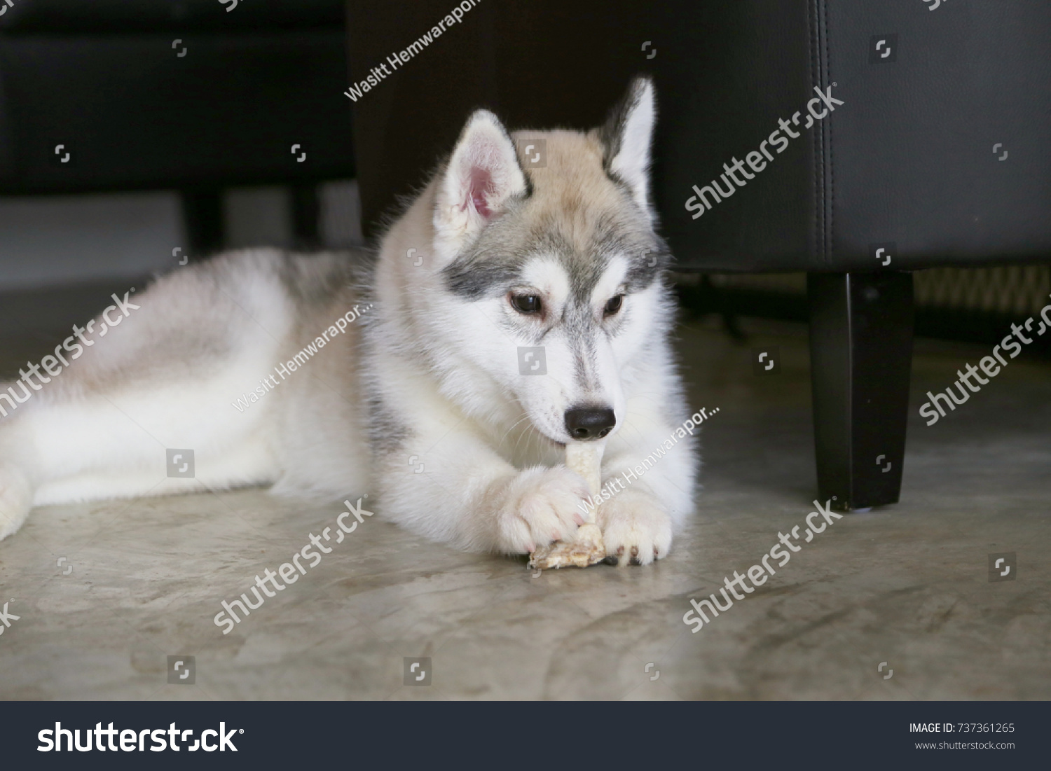 are huskies chewers