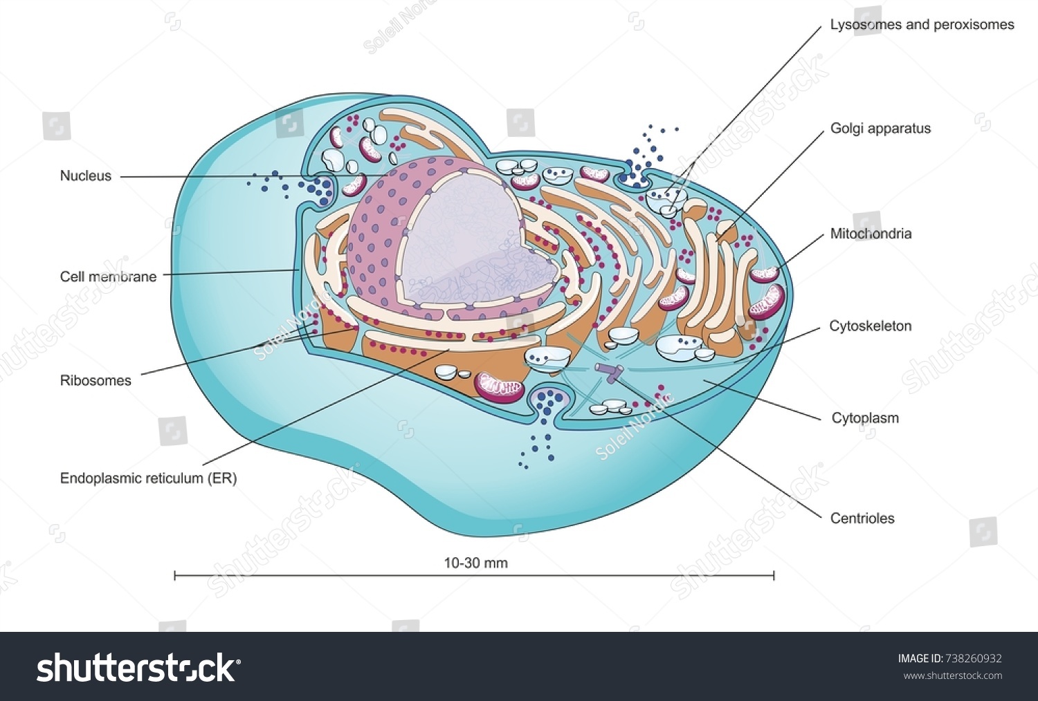 Structure Mammalian Cell Cellular Organelles Inside Stock Illustration ...