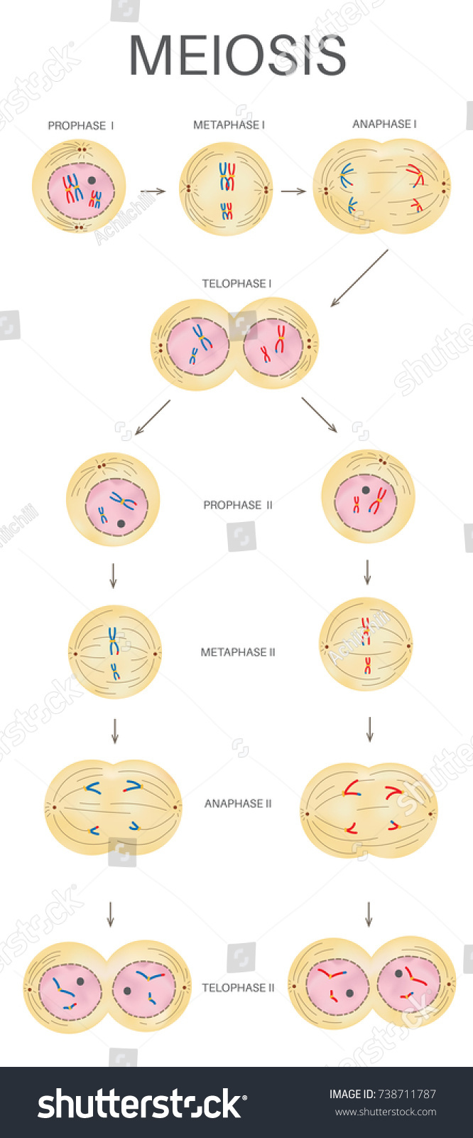 Meiosis Stock Vector Royalty Free 738711787 Shutterstock