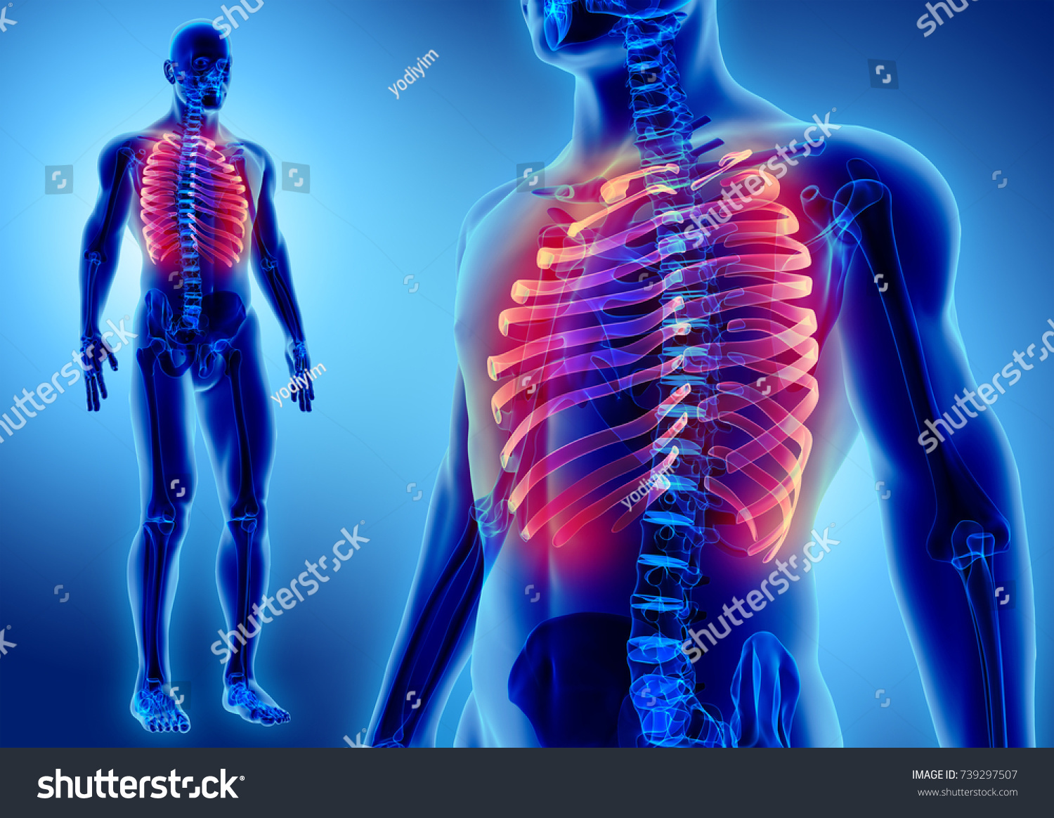 3d Illustration Ribs Part Human Skeleton Stock Illustration 739297507 ...