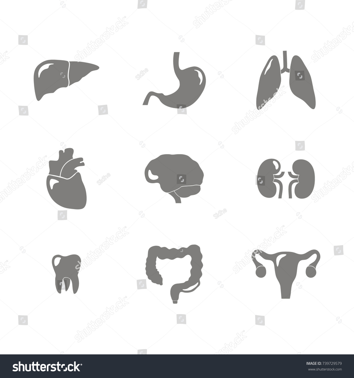 Set Monochrome Icons Human Internal Organs Stock Vector (Royalty Free ...