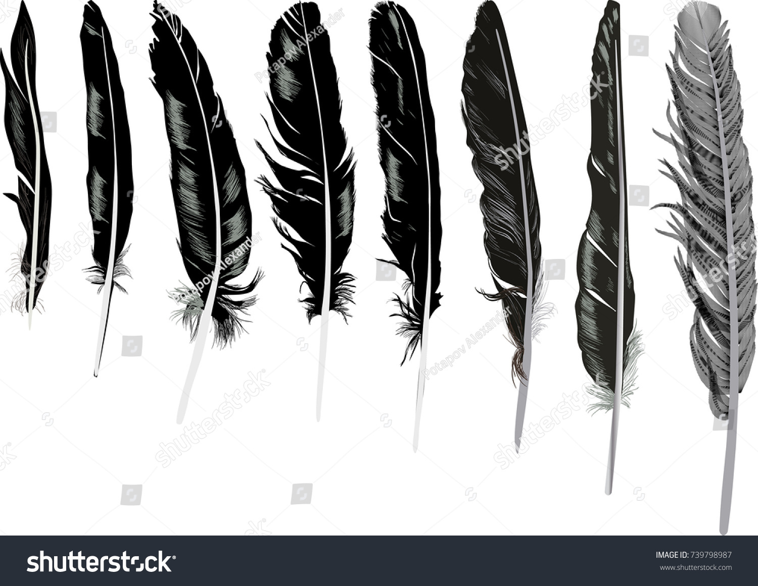 Illustration Black Feathers On White Background Stock Vector (Royalty ...